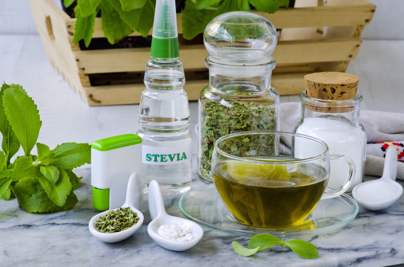 Stevia Rebaudiana